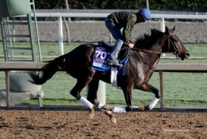 Maxfield at Santa Anita for the Breeders' Cup