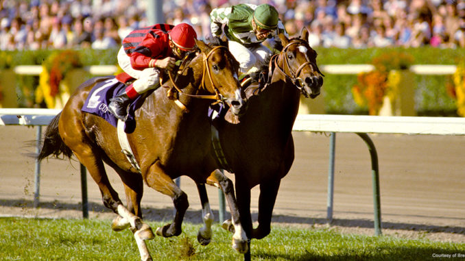 Manila at the 1986 Breeders' Cup