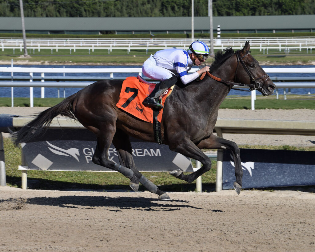 Tuscan Gold romps in his maiden at Gulfstream Park 